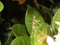 Bistanta mexicana