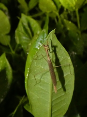Bistanta mexicana