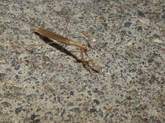 Bistanta mexicana
