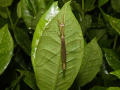 Bistanta mexicana