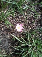 Zephyranthes carinata