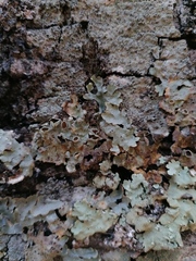 Flavopunctelia praesignis