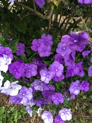 Brunfelsia