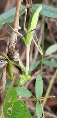 Stagmomantis domingensis
