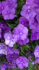 Brunfelsia