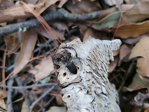 Padaeus trivittatus