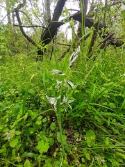 Ornithogalum boucheanum