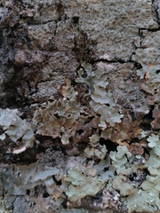 Flavopunctelia praesignis