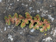 Myriopteris clevelandii