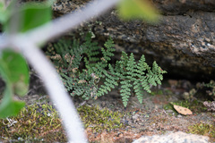 Myriopteris clevelandii