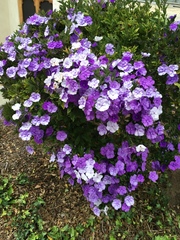 Brunfelsia