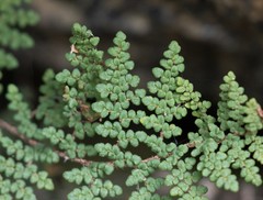 Myriopteris clevelandii