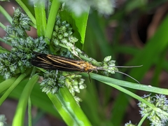 Nerophilus californicus