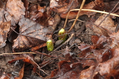 Podophyllum hexandrum