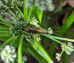 Nerophilus californicus