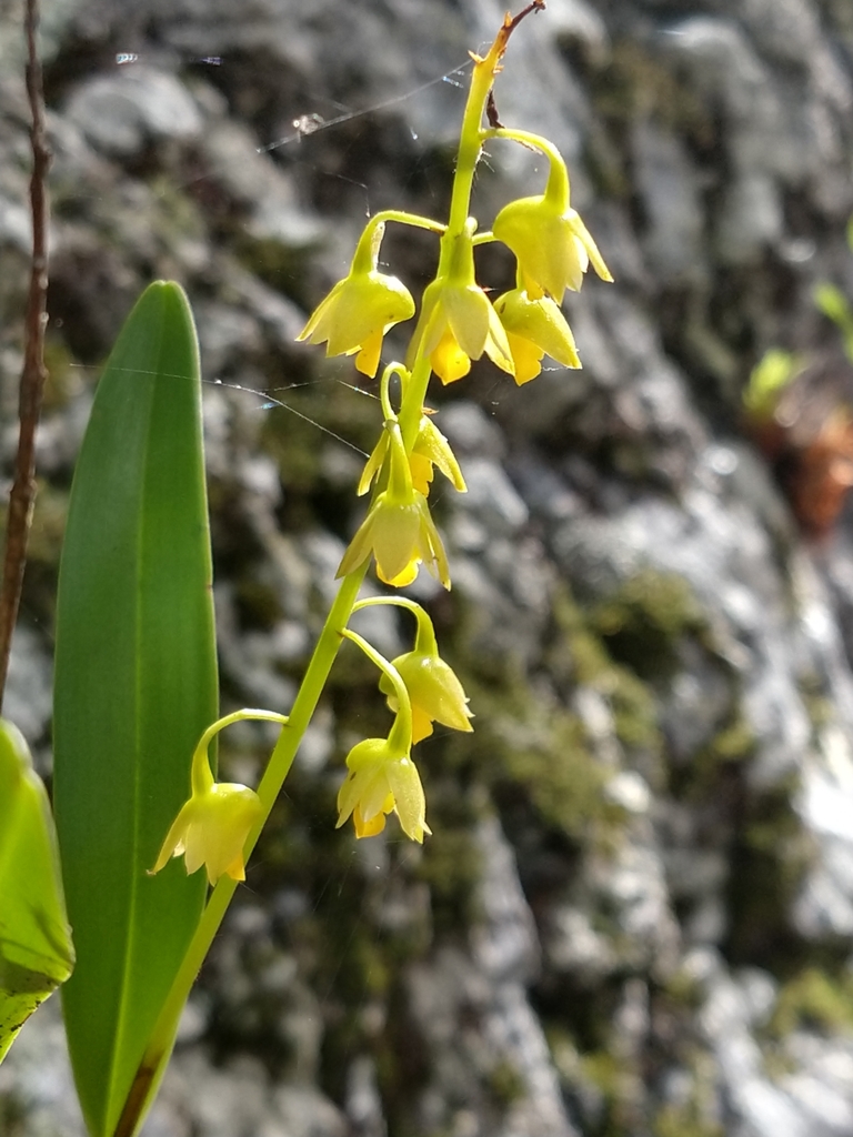 Dendrobium monophyllum F.Muell.