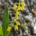 Dendrobium monophyllum - Photo (c) Peter Hayes, μερικά δικαιώματα διατηρούνται (CC BY-NC), uploaded by Peter Hayes