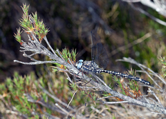 Austroaeschna parvistigma