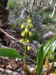 Dendrobium monophyllum
