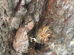 Lymantria dispar
