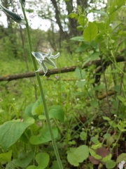Ornithogalum boucheanum
