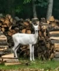 Odocoileus virginianus