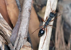 Myrmecia esuriens