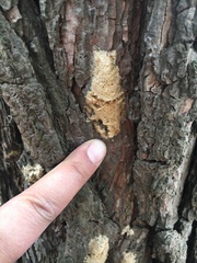 Lymantria dispar