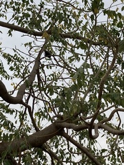 Centropus sinensis