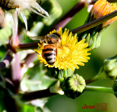 Apis mellifera