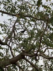 Centropus sinensis