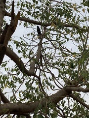 Centropus sinensis