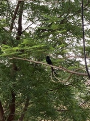 Dicrurus macrocercus