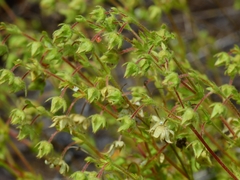 Horkelia parryi
