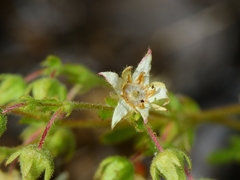 Horkelia parryi