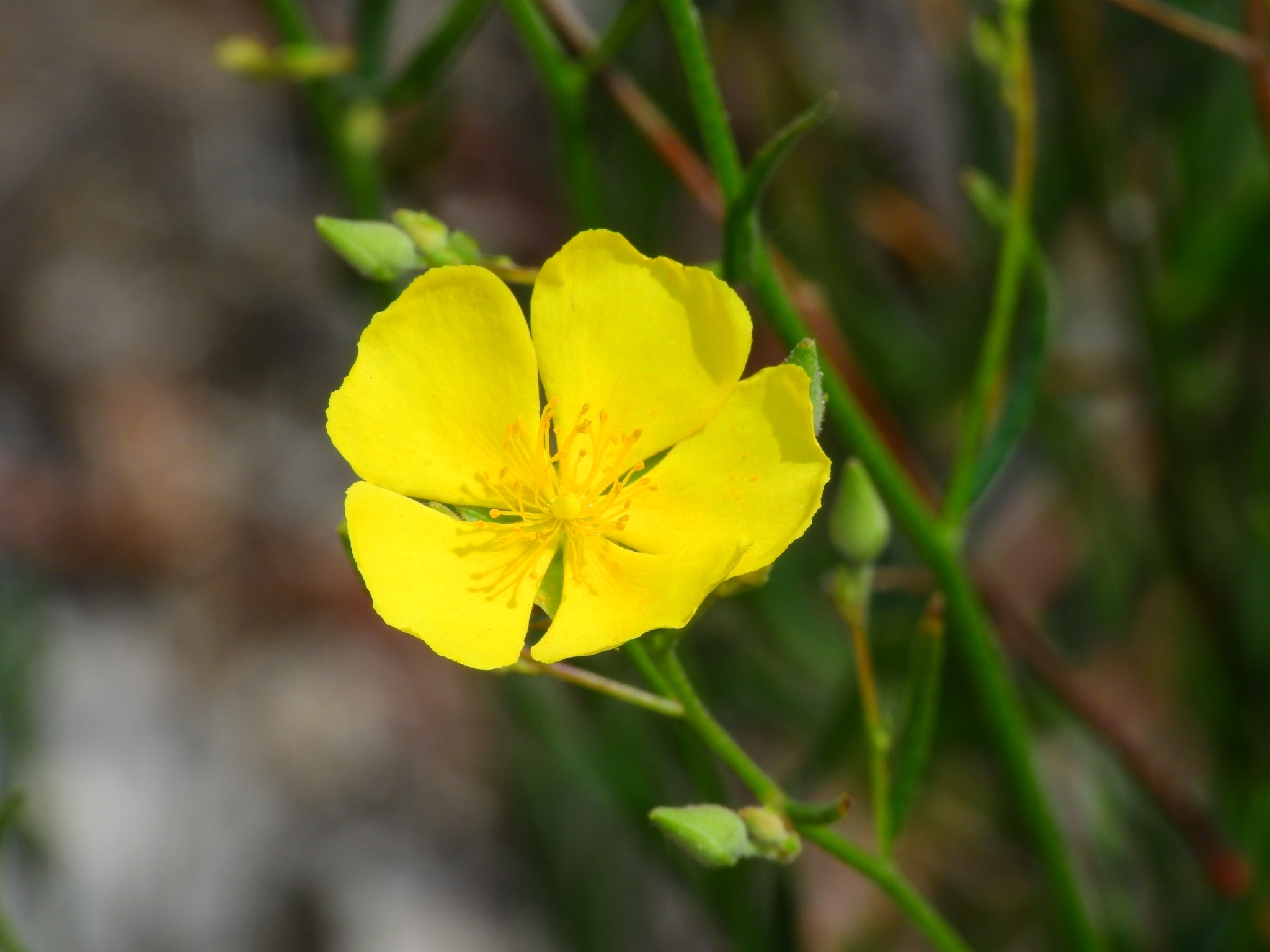 Crocanthemum suffrutescens