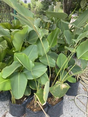 Calathea lutea