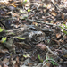 Siphonorhis brewsteri - Photo 由 Pedro Genaro Rodriguez 所上傳的 (c) Pedro Genaro Rodriguez，保留部份權利CC BY-NC
