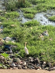 Bubulcus ibis