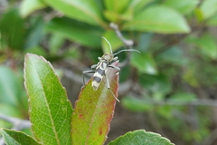 Chlorophorus reductus