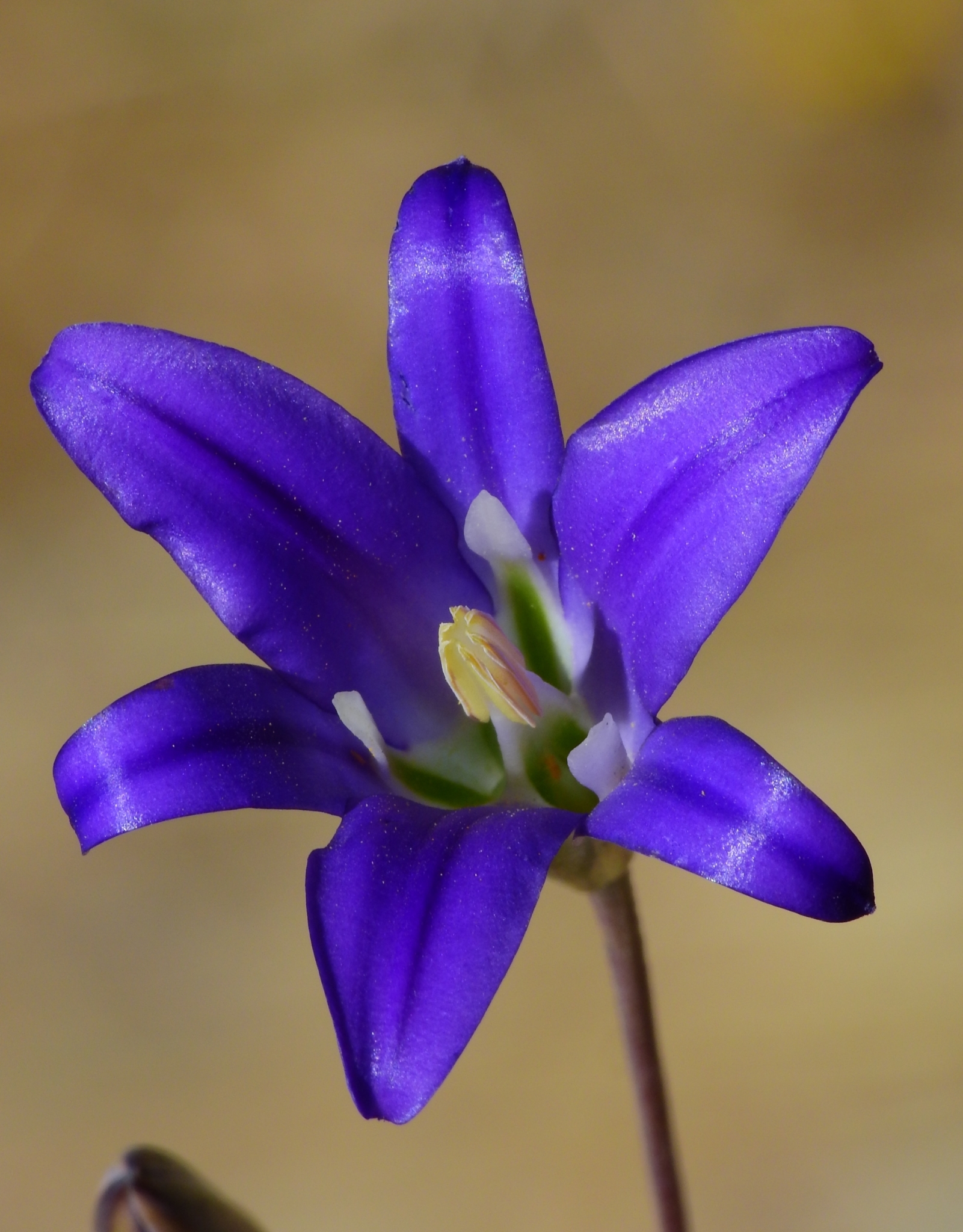 Brodiaea elegans ssp. elegans