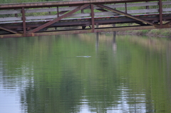 Phoca vitulina