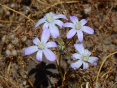 Brodiaea nana