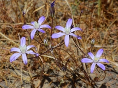Brodiaea nana