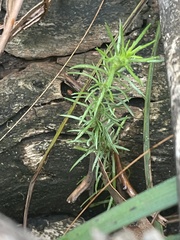 Hibbertia fasciculata