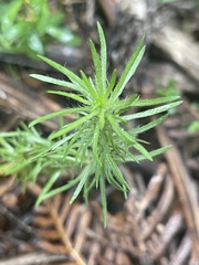 Hibbertia fasciculata