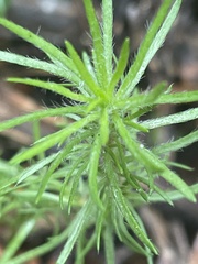 Hibbertia fasciculata