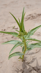 Asclepias labriformis