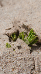 Asclepias labriformis
