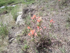 Castilleja arvensis